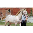 Texas Blue Bar / 10 ans / 1 m 55 / Crème d'origine Quarter Horse Cheval de Selle OC