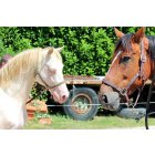 Texas Blue Bar / 10 ans / 1 m 55 / Crème d'origine Quarter Horse Cheval de Selle OC