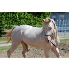 Texas Blue Bar / 10 ans / 1 m 55 / Crème d'origine Quarter Horse Cheval de Selle OC