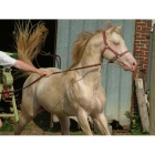 Texas Blue Bar / 10 ans / 1 m 55 / Crème d'origine Quarter Horse Cheval de Selle OC