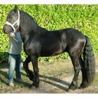 Brouk / 6 ans / 1 m 60 / Frison ONC Selle