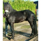 Brouk / 6 ans / 1 m 60 / Frison ONC Selle