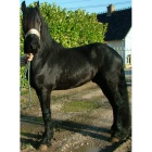 Brouk / 6 ans / 1 m 60 / Frison ONC Selle