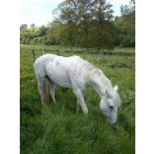 Cookie de Blécourt  / 5 ans / 1 m 55 / Appaloosa / Cheval OC