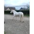 Cookie de Blécourt  / 5 ans / 1 m 55 / Appaloosa / Cheval OC