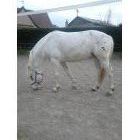 Cookie de Blécourt  / 5 ans / 1 m 55 / Appaloosa / Cheval OC