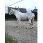 Cookie de Blécourt  / 5 ans / 1 m 55 / Appaloosa / Cheval OC